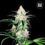 Nasiona marihuany Special Lime Haze Feminized Bulk Seed Bank