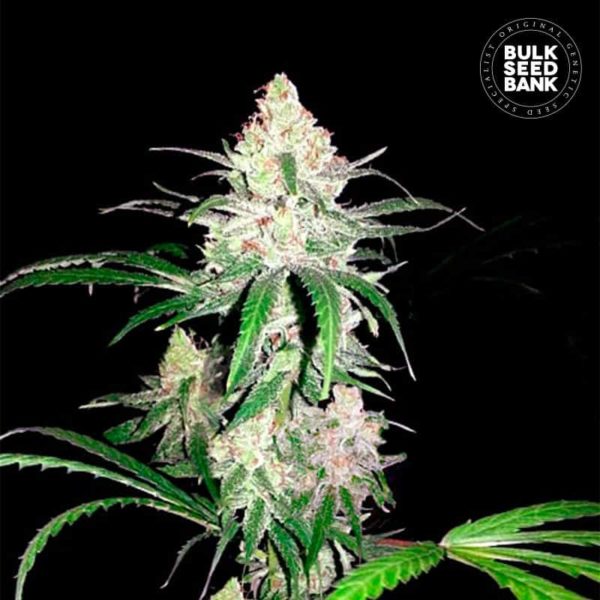 Nasiona marihuany Special Lime Haze Feminized Bulk Seed Bank