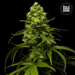 Nasiona marihuany Strawberry Ferry Feminized Bulk Seed Bank