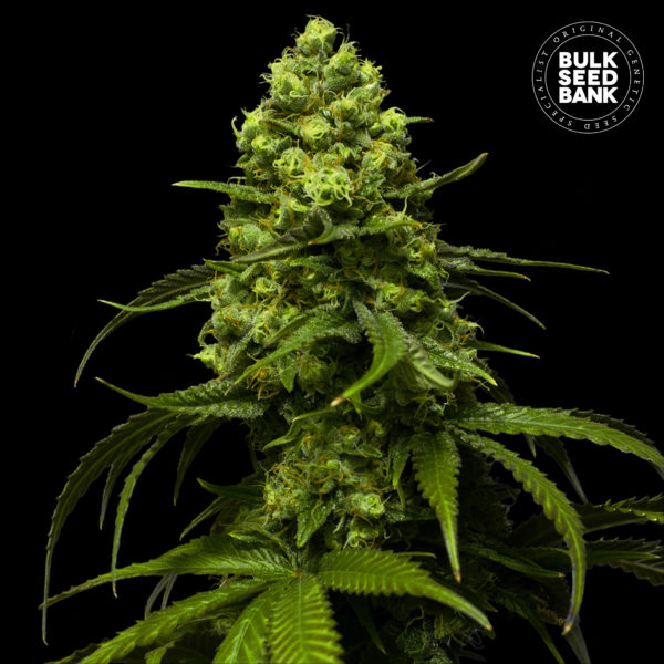 Nasiona marihuany Strawberry Ferry Feminized Bulk Seed Bank