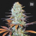 Nasiona marihuany Sunmango Feminized Bulk Seed Bank