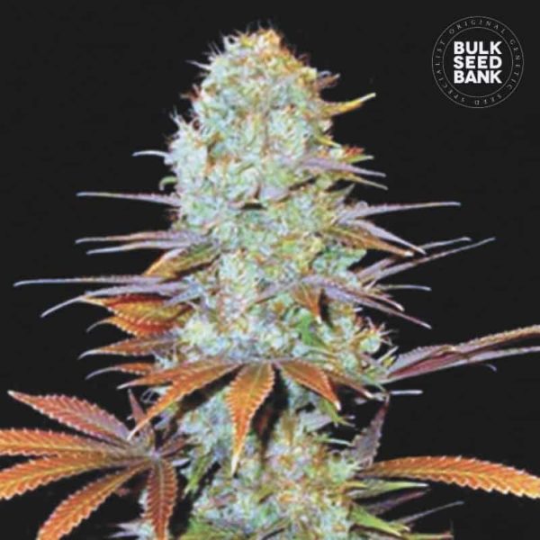 Nasiona marihuany Sunmango Feminized Bulk Seed Bank