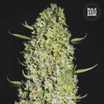 Nasiona marihuany The Unlimited Feminized Bulk Seed Bank