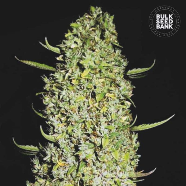 Nasiona marihuany The Unlimited Feminized Bulk Seed Bank