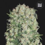 Nasiona marihuany White Prussian Feminized Bulk Seed Bank