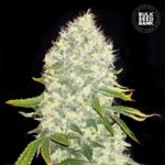 Nasiona marihuany White Widow Feminized Bulk Seed Bank