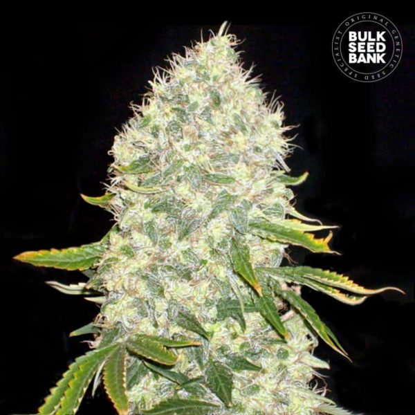 Nasiona marihuany White Widow Feminized Bulk Seed Bank