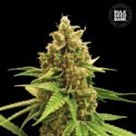 Nasiona marihuany Winning Cake Feminized Bulk Seed Bank