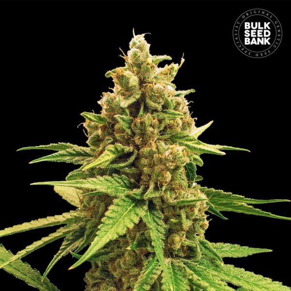 Nasiona marihuany Winning Cake Feminized Bulk Seed Bank