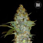Nasiona marihuany Euforia Special Feminized Bulk Seed Bank
