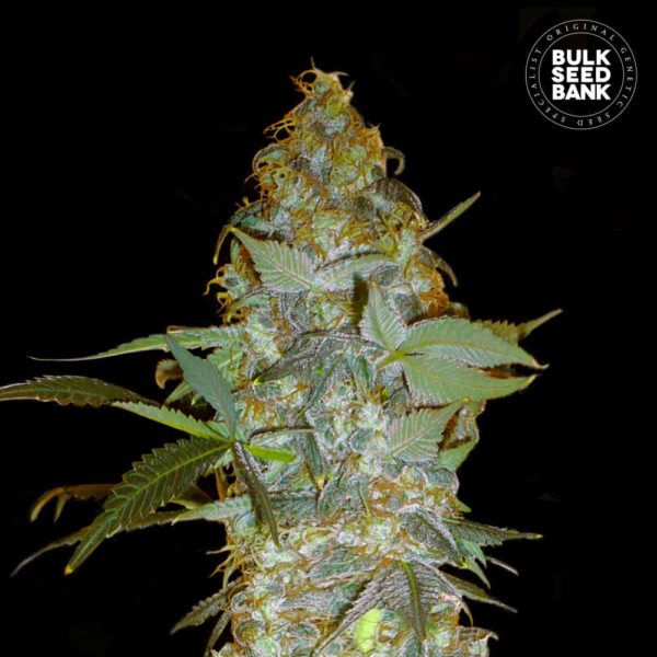Nasiona marihuany Euforia Special Feminized Bulk Seed Bank
