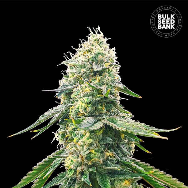 Nasiona marihuany Gelato Samba Feminized Bulk Seed Bank
