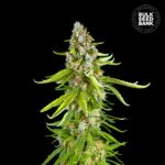 Nasiona marihuany Grande Crack Feminized Bulk Seed Bank