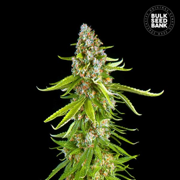 Nasiona marihuany Grande Crack Feminized Bulk Seed Bank