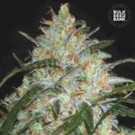 Nasiona marihuany Grapefruit Feminized Bulk Seed Bank