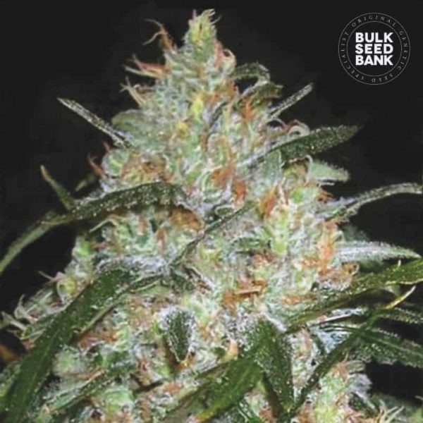 Nasiona marihuany Grapefruit Feminized Bulk Seed Bank