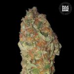 Nasiona marihuany Green Candy Feminized Bulk Seed Bank