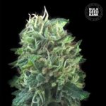 Nasiona marihuany Green Scout Cookies Feminized Bulk Seed Bank
