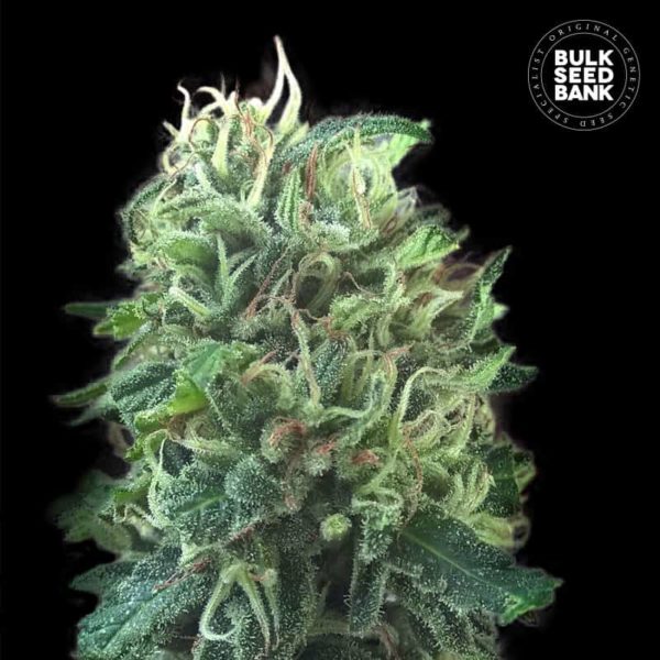 Nasiona marihuany Green Scout Cookies Feminized Bulk Seed Bank