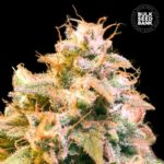 Nasiona marihuany Guerilla Glue Feminized Bulk Seed Bank