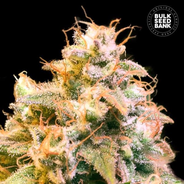 Nasiona marihuany Guerilla Glue Feminized Bulk Seed Bank