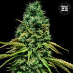 Nasiona marihuany Hell Bells OG Feminized Bulk Seed Bank