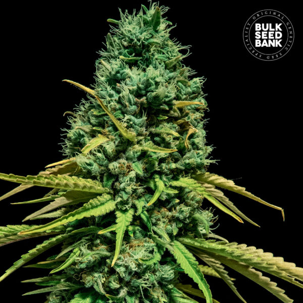 Nasiona marihuany Hell Bells OG Feminized Bulk Seed Bank