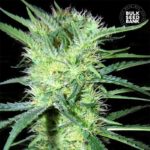 Nasiona marihuany K2 Feminized Bulk Seed Bank