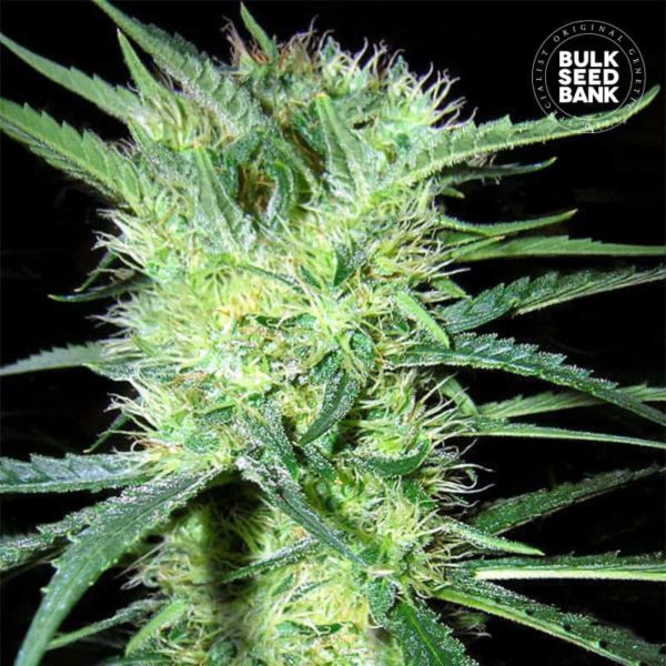 Nasiona marihuany K2 Feminized Bulk Seed Bank