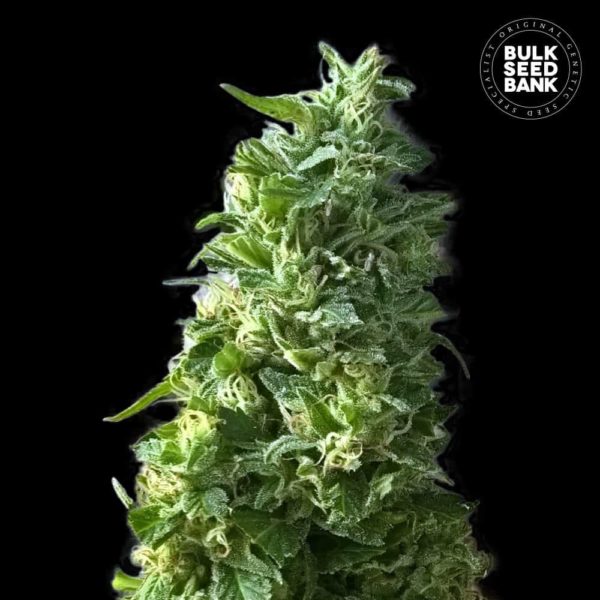 Nasiona marihuany Lime Skunk Feminized Bulk Seed Bank