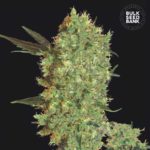 Nasiona marihuany Marley's Bud Feminized Bulk Seed Bank