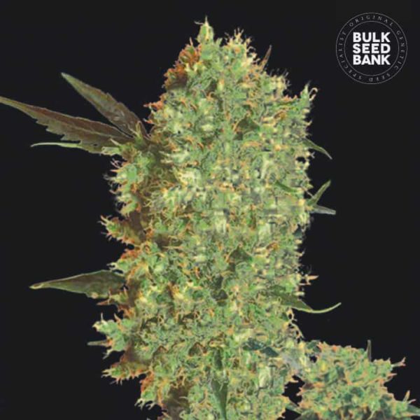 Nasiona marihuany Marley's Bud Feminized Bulk Seed Bank