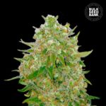 Nasiona marihuany Master Kush Grand Feminized Bulk Seed Bank