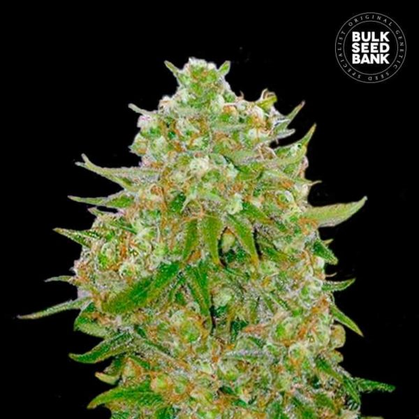 Nasiona marihuany Master Kush Grand Feminized Bulk Seed Bank