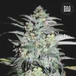 Nasiona marihuany Mazar Extra Feminized Bulk Seed Bank