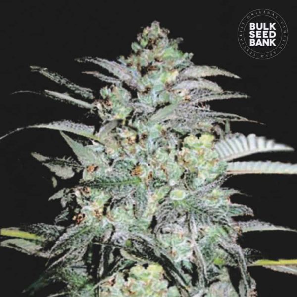 Nasiona marihuany Mazar Extra Feminized Bulk Seed Bank