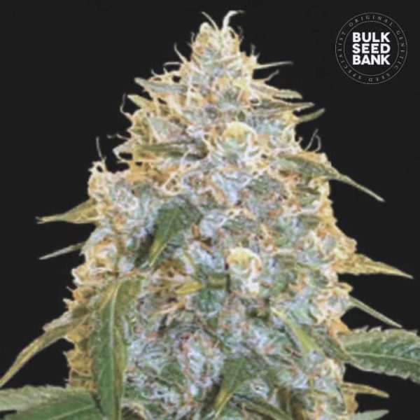 Nasiona marihuany Cocopopo Feminized Bulk Seed Bank