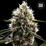 Nasiona marihuany Dosidos Rocketos Feminized Bulk Seed Bank