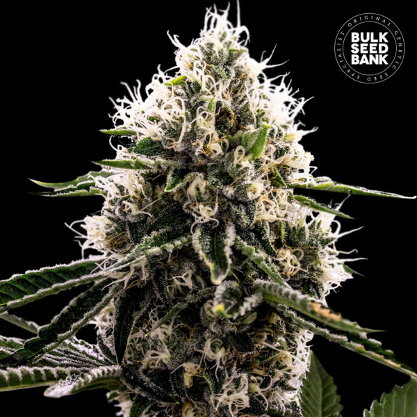 Nasiona marihuany Dosidos Rocketos Feminized Bulk Seed Bank