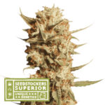 Nasiona marihuany Thunder Banana Auto Seedstockers