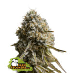 Nasiona marihuany Wedding Glue Auto Seedstockers