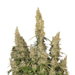 Nasiona marihuany White Widow Auto Seedstockers