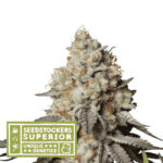Nasiona marihuany Panty Punch Auto Seedstockers