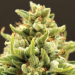 Nasiona marihuany Banana Kush Auto Anesia Seeds