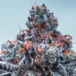 Nasiona marihuany Deep Jealousy Auto Anesia Seeds