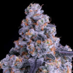 Nasiona marihuany Epic Buzz Auto Anesia Seeds