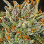 Nasiona marihuany Fat Monkey Auto Anesia Seeds