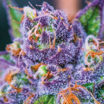 Nasiona marihuany Purple Domina Auto Anesia Seeds