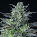 Nasiona marihuany Sleepy Joe Auto Anesia Seeds