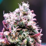 Nasiona marihuany Amnesia Flash Auto Anesia Seeds